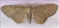 1821 (70.181) Valerian Pug